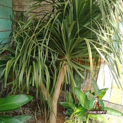 Harga Pohon Pandan Bali