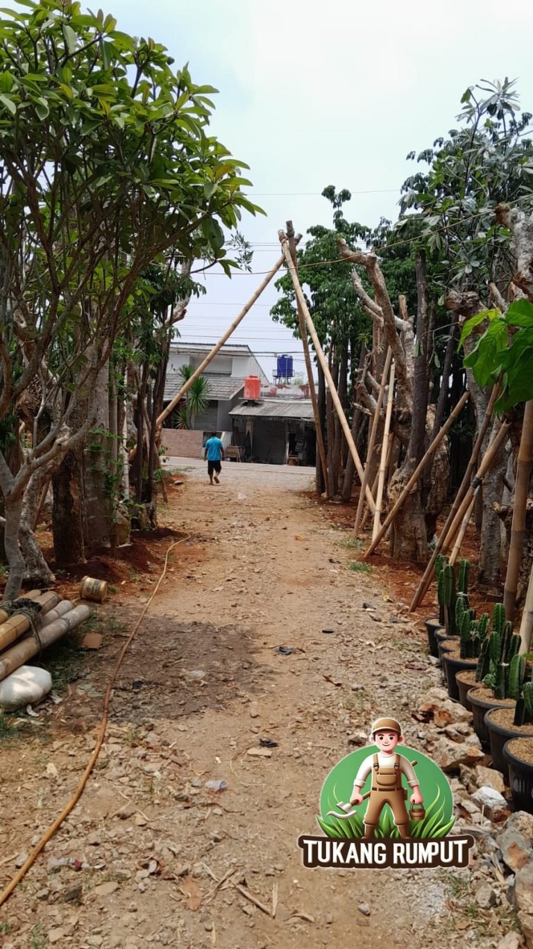 Cara menanam pohon pelindung di halaman rumah