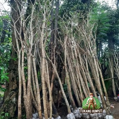 Harga Pohon Tabebuya Tinggi 3 Meter