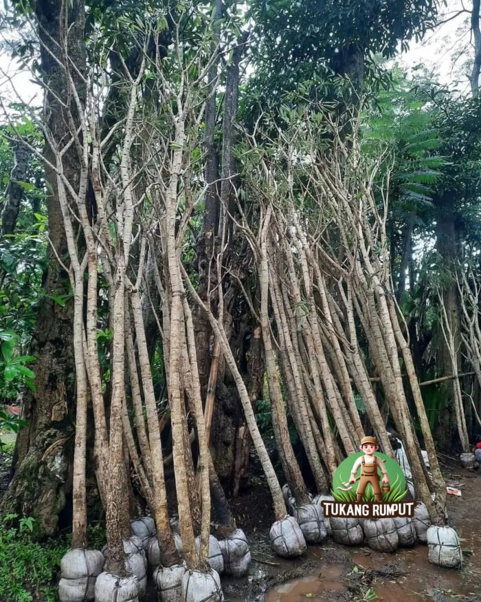 Harga Pohon Tabebuya Tinggi 3 Meter