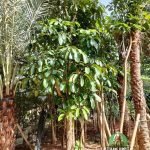 Jual Pohon Walisongo Besar - Harga Pohon Walisongo Besar