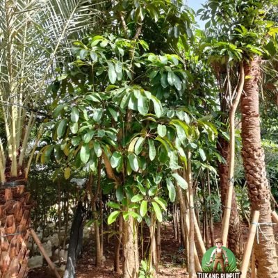 Jual Pohon Walisongo