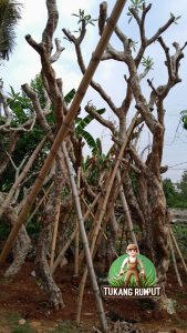 Harga Pohon Kamboja Fosil