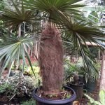 Jual Palem Jenggot Harga Murah Siap Kirim Ke Seluruh Indonesia