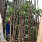 Jual Pohon Pule Diameter Besar Terdekat Siap Bantu Tanam