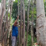 Harga Pohon Pule Terbaru Tinggi 1 - 3 meter Terbaru