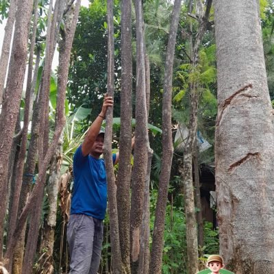 Pohon Pule Kecil