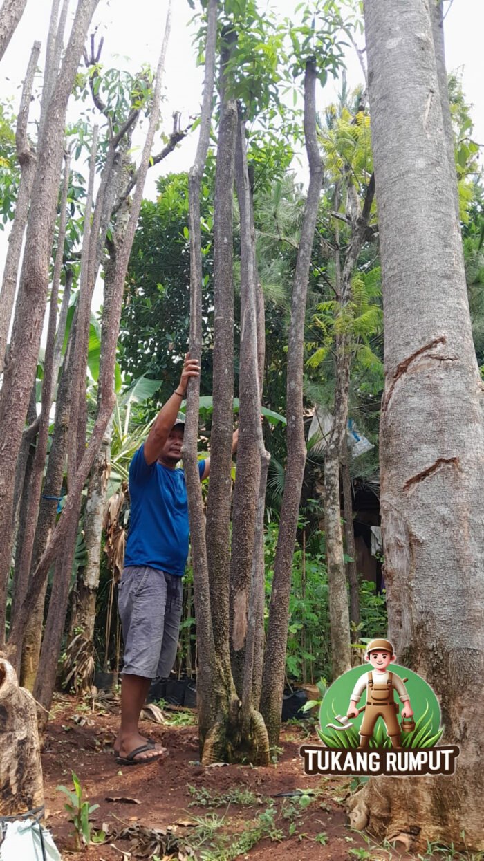 Pohon Pule Kecil