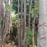 Jual Pohon Pule Diameter Besar Terdekat Siap Bantu Tanam