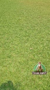 Rumput Gajah Mini