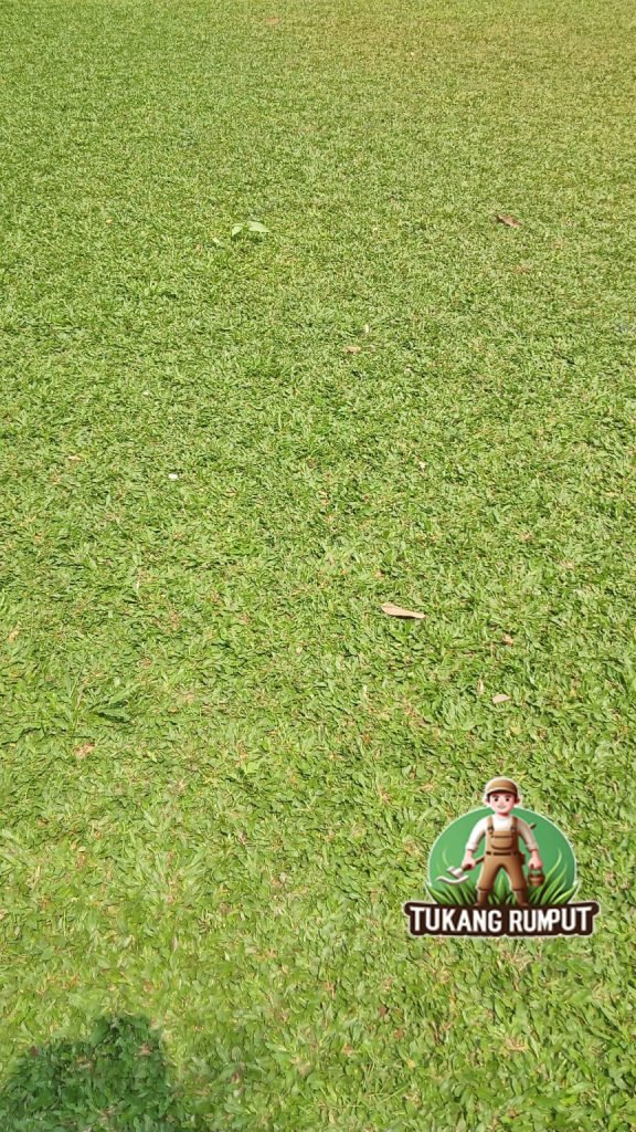 Mengenal Lebih Dekat Rumput Gajah Mini: Perawatan dan Keunggulannya