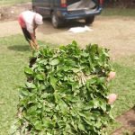 Jual Rumput Gajah Mini Per Meter Persegi Untuk Proyek Taman