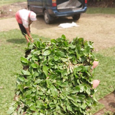Rumput Gajah Mini Murah