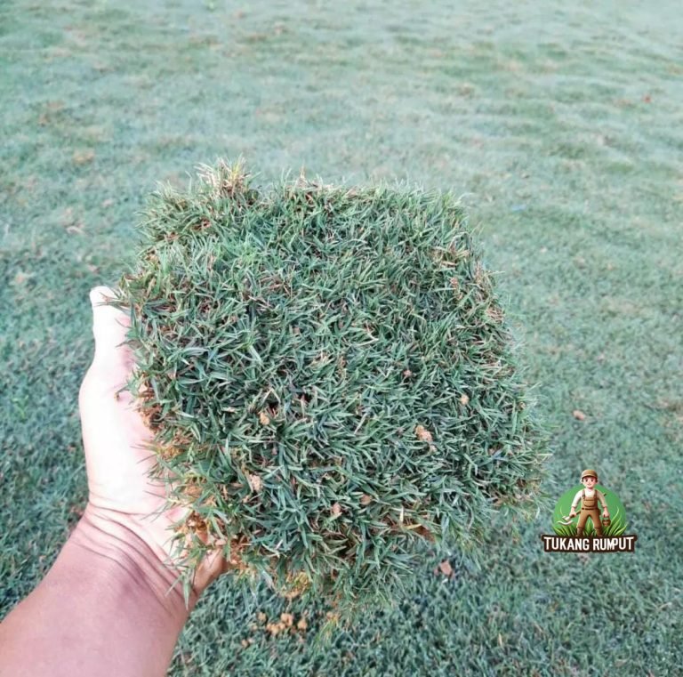 Jual Rumput Pinang Harga Murah Siap Kirim
