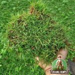 Jual Rumput Jepang Per Meter Persegi Terdekat Siap Kirim (COD)