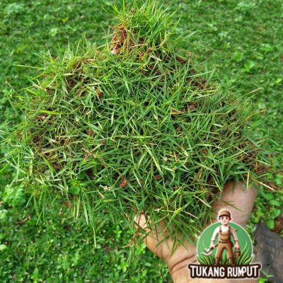 Rumput Jepang
