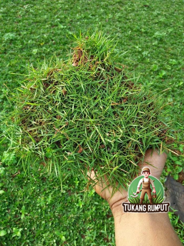 Rumput Jepang di Serpong