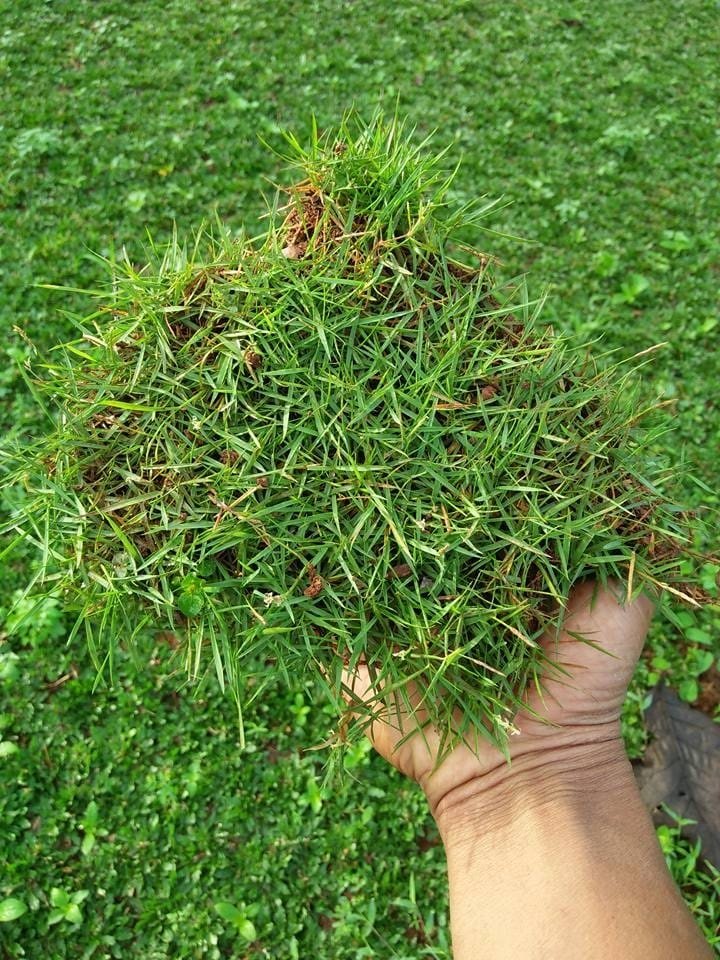 Jual Rumput DI Kabupaten Tangerang Harga Murah