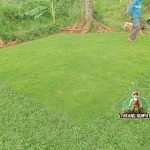 Jual Rumput Swiss Harga Per Meter Persegi Terdekat Siap Kirim (COD)