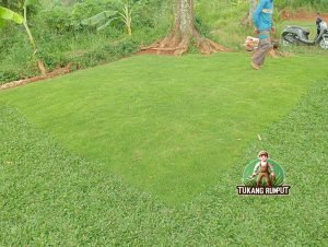 Mengenal Rumput Swiss: Karakteristik, Bentuk, dan Kelebihannya untuk Taman