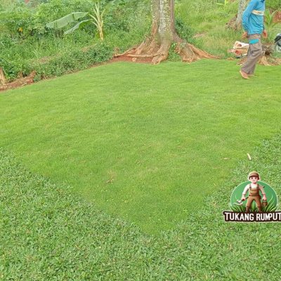 Rumput Swiss