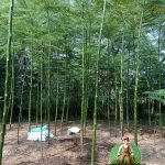 Jual Pohon Solobium Parahyba Bibit dan Besar Tinggi 4 Meter
