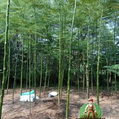 Harga Pohon Solobium