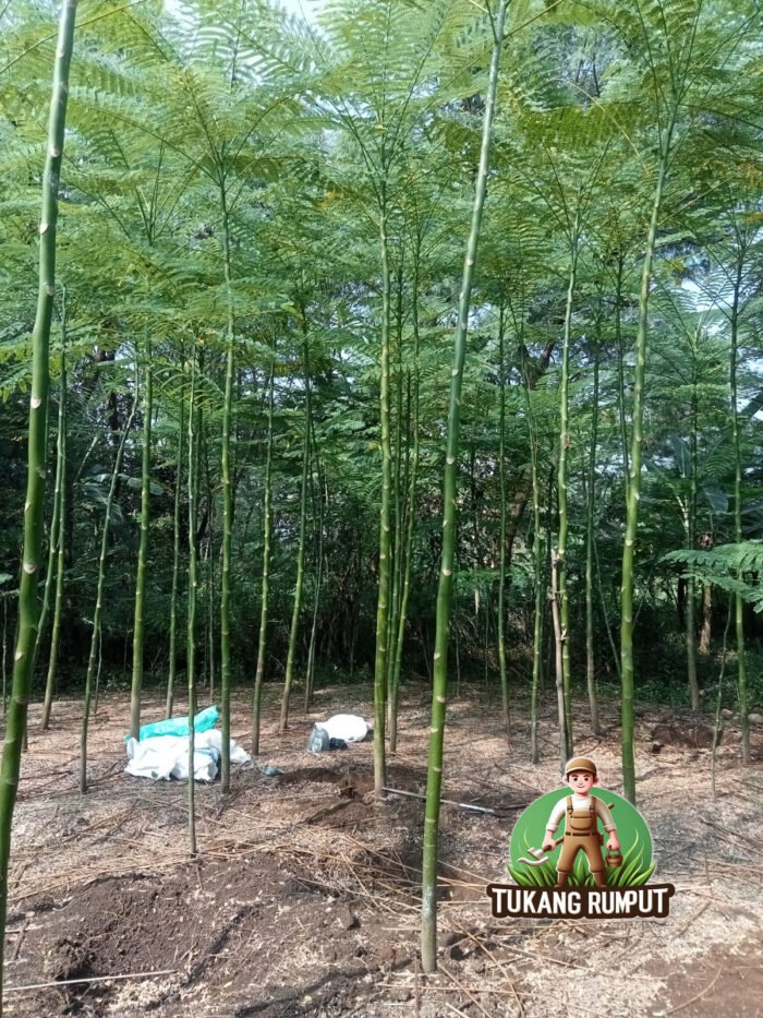 Harga Pohon Solobium