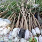 Jual Pohon Tabebuya Tinggi 3 Meter | Harga Pohon Tabebuya tinggi 3 meter