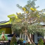Jual Pohon Tabebuya Tinggi 3 Meter | Harga Pohon Tabebuya tinggi 3 meter