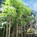 Jual Pohon Tabebuya Tinggi 3 Meter | Harga Pohon Tabebuya tinggi 3 meter