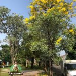 Jual Pohon Tabebuya Kuning