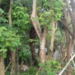 Jual Pohon Trembesi Besar Tinggi 1 - 5 Meter Harga Murah