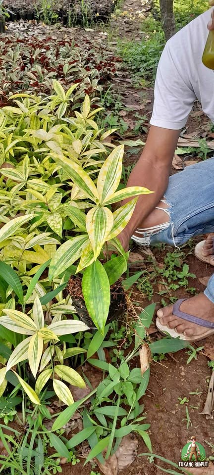 dracena