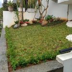 Harga Rumput Gajah Mini Terbaru 2026 Paling Murah