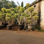 Jual Pohon Anting Putri Bonsai Harga Terbaru Paling Murah
