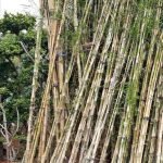 Bambu Jepang