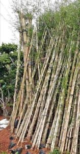 Bambu Jepang