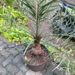 Jual Bibit Pohon Kurma Harga Terbaru Paling Murah