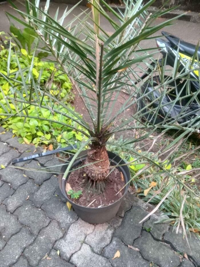 Bibit Kurma Ajwa