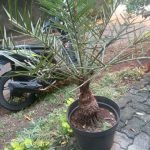Bibit Pohon Kurma