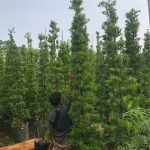 Jual Pohon Lohansung Harga Murah Siap Kirim Ukuran Besar dan Bibit