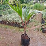 Jual Pohon Palem Merah Ukuran Bibit Hingga Tinggi 3 Meter