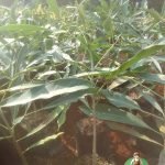 Bibit Pohon Tabebuya Bunga Kuning