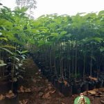 Harga Bibit Pohon Tabebuya Bunga Pink dan Kuning