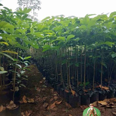 Bibit Pohon Tabebuya Rosea Bunga Pink