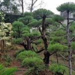 Bonsai Cemara
