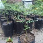 Jual Bibit Pohon Kelor Afrika | Harga Bibit Kelor Afrika Moringa