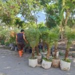 Harga Palem Phoenix