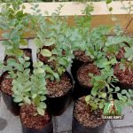 Jual Pohon Bidara Arab Terdekat | Bibit Bidara Arab